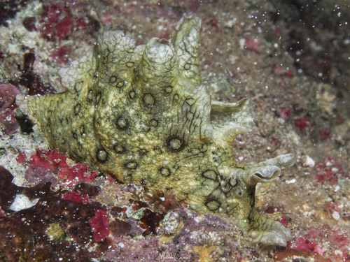 Aplysia dactylomela