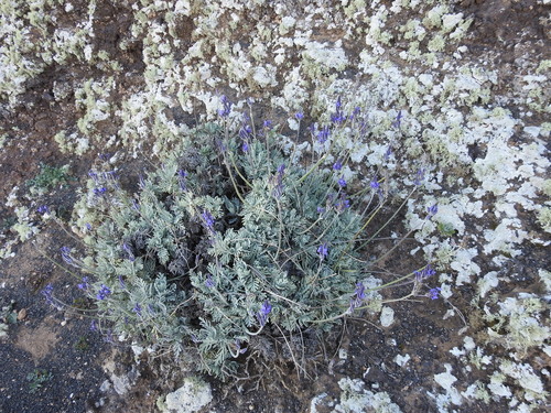 Lavandula pinnata, photograph 5
