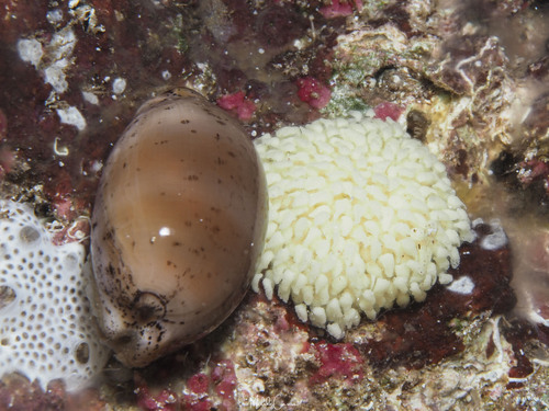 Luria cinerea