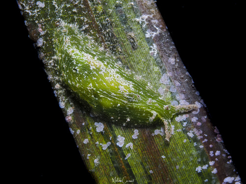 Phyllaplysia engeli