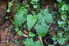 Notoseris melanantha