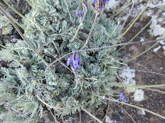 Lavandula pinnata, photograph (c) amantedarmanin, some rights reserved (CC BY)