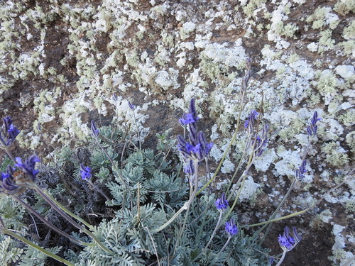 Lavandula pinnata iNat (3)