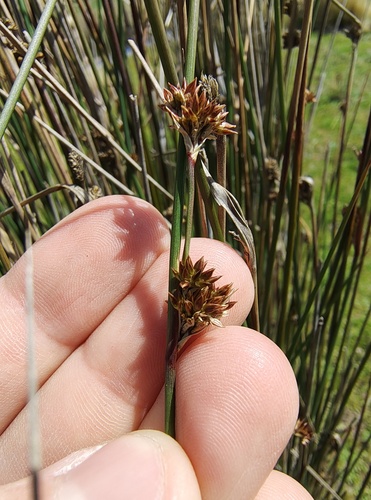 Juncus amabilis