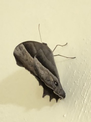 Taygetis inconspicua
