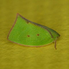 Carthaeomorpha rufipes