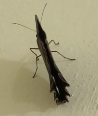 Taygetis inconspicua