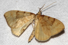 Gandaritis pyraliata