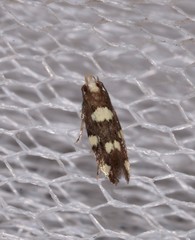 Limnaecia tetraplanetis