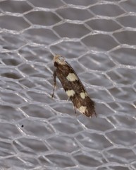 Limnaecia tetraplanetis