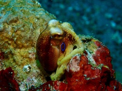 Amphioctopus siamensis