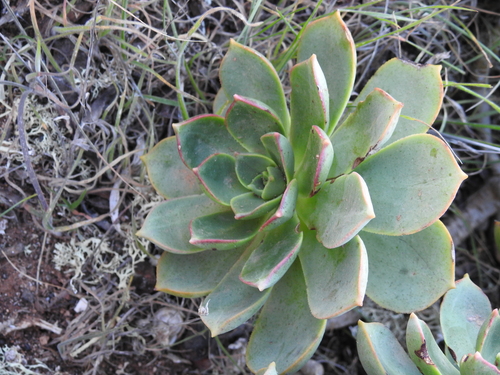 Aeonium lancerottense