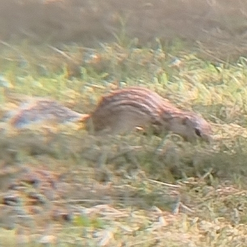 Mexican Ground Squirrel