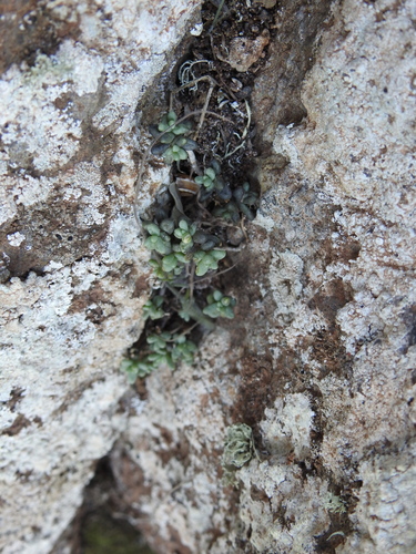 Monanthes laxiflora