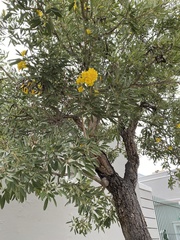 Tabebuia aurea