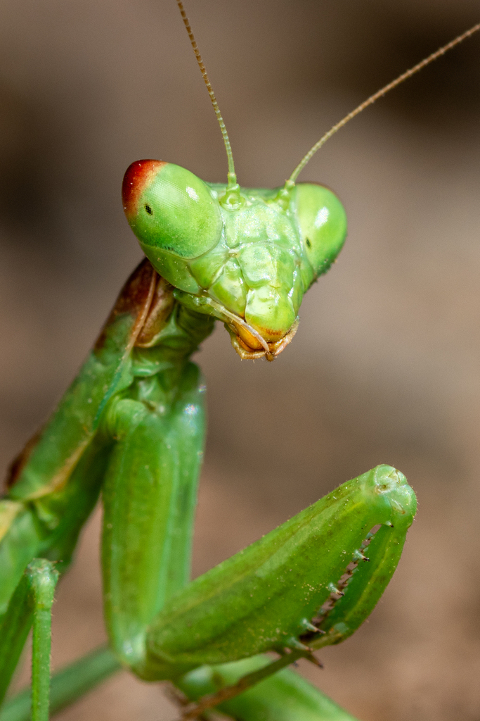 Delicate Dwarf Mantis