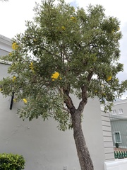 Tabebuia aurea