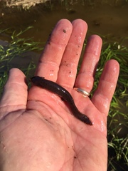Necturus moleri