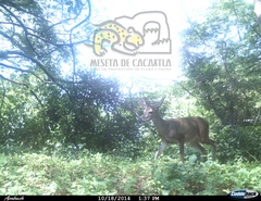 Odocoileus virginianus sinaloae