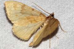 Gandaritis pyraliata