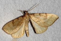 Gandaritis pyraliata