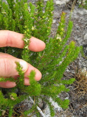 Cliffortia subsetacea