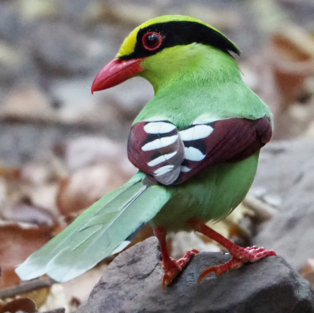 Common Green-Magpie (Cissa chinensis) photo