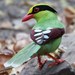 Common Green-Magpie - Photo (c) Pam Piombino, some rights reserved (CC BY-NC), uploaded by Pam Piombino