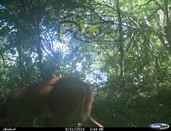 Odocoileus virginianus sinaloae