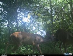 Odocoileus virginianus sinaloae
