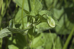 Viola kamtschadalorum