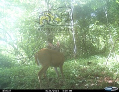 Odocoileus virginianus sinaloae