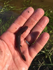 Necturus moleri