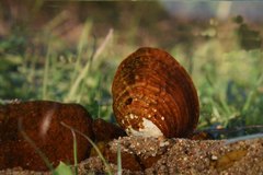 Aculamprotula coreana