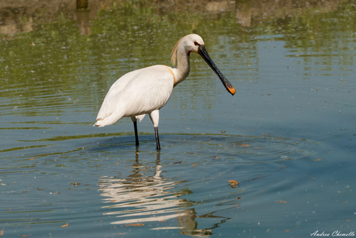 Espátula común (Platalea leucorodia)