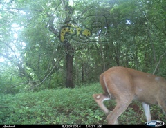 Odocoileus virginianus sinaloae