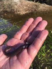 Necturus moleri
