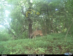 Odocoileus virginianus sinaloae