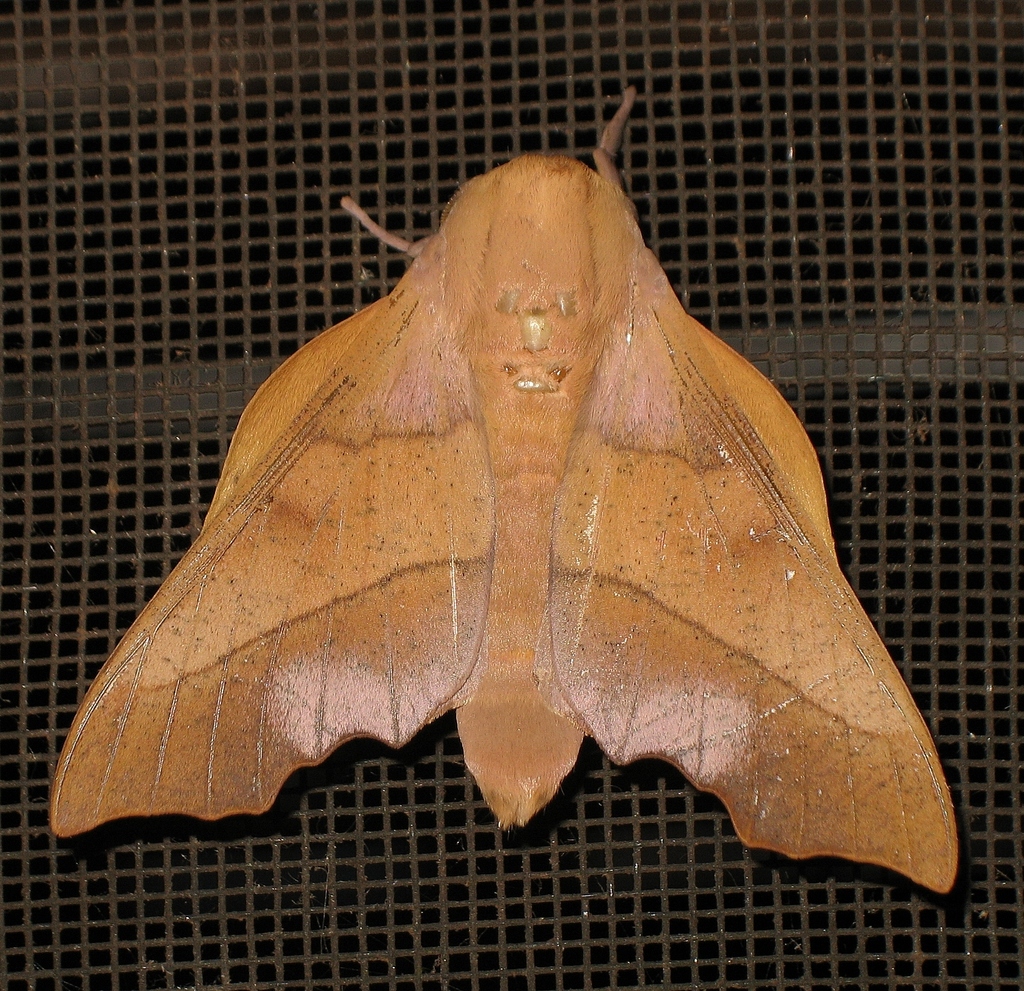 Syssphinx molina