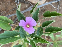 Monsonia senegalensis