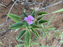 Monsonia senegalensis