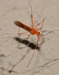 Ragwelellus suspectus