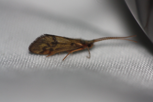 Common Stony-cased Caddisfly photo 5