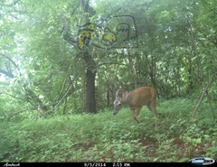 Odocoileus virginianus sinaloae