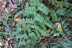 Microlepia krameri