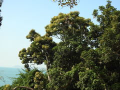 Heptapleurum heptaphyllum