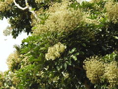 Heptapleurum heptaphyllum