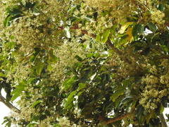 Heptapleurum heptaphyllum