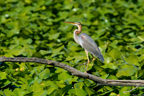 Garza imperial (Ardea purpurea)