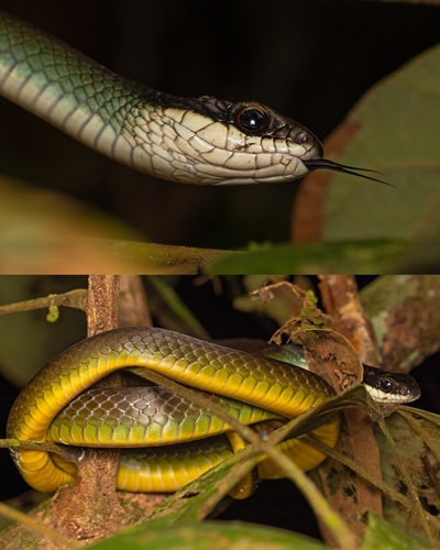 Northern Woodland Racer